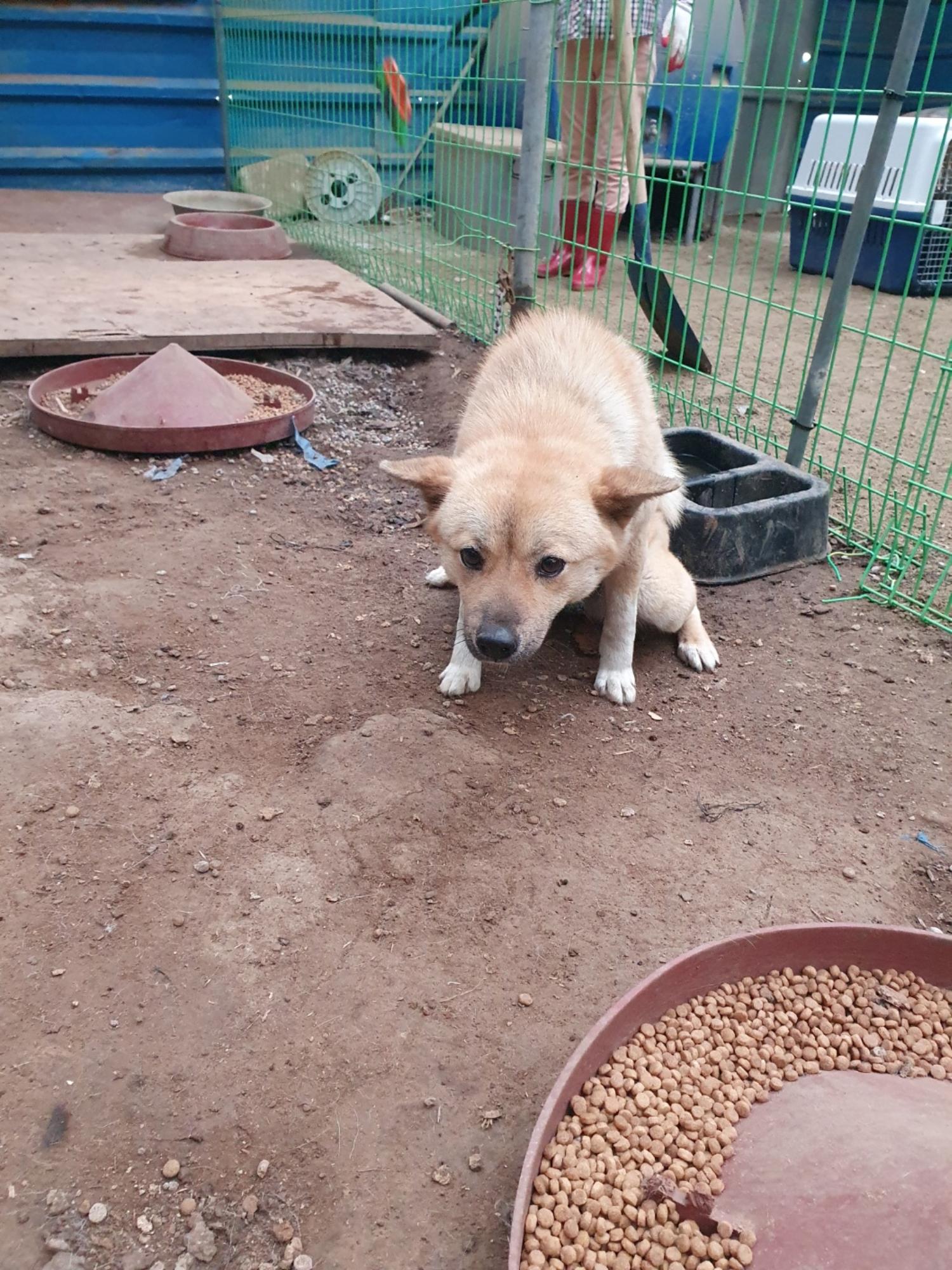 학교동물임시보호센터_446496202400130